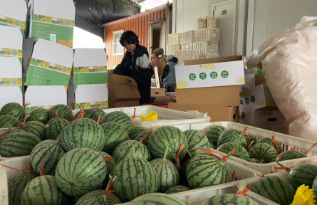 仁风西瓜一上市，网上已订三成多