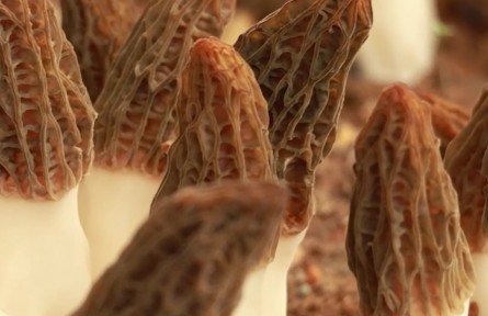 银龄教师带队 新疆这些大学生在连栋温室里种出美味羊肚菌