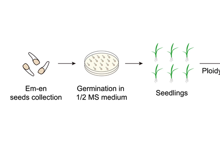 突变基因可产生三倍体水稻
