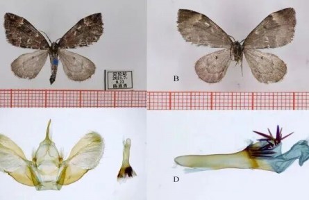 西藏林芝发现三种昆虫新物种 生物多样性研究获重要进展