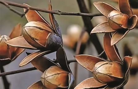 香椿芽上市，当心吃到“高仿”臭椿