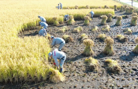 黑龙江：以定制农业推动传统农业创新蝶变