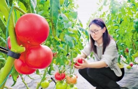 一线见闻：富硒西红柿 订单追着跑