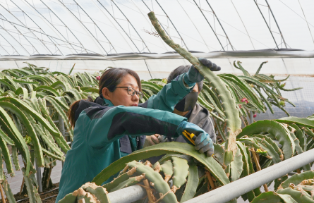 一颗“致富果”激活新动能，北大荒农业股份宝泉岭分公司设施农业太亮眼
