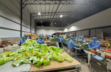 乌拉特前旗：糯玉米产业激活一片热土