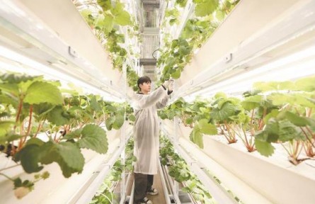 湖北小伙在植物工厂种出“智慧草莓”
