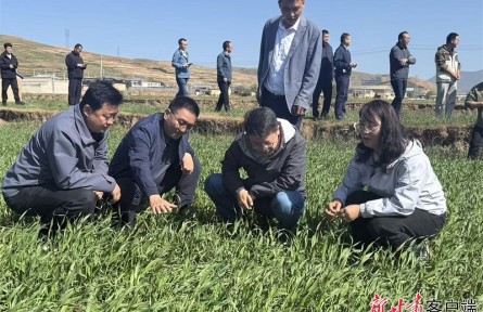 把论文写在青稞田里——记甘肃省甘南州农林牧草科学院农业技术推广研究员刘梅金