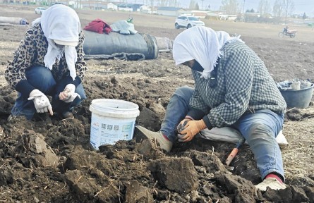 青海门源：小蕨麻挖出大产业