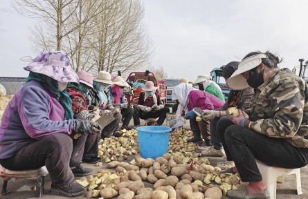 青海德令哈：播种马铃薯 收获新希望