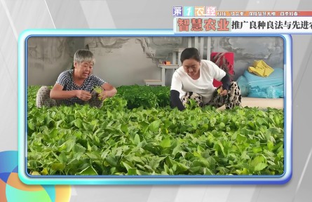 科技“组合拳”保障智慧大棚“四季如春”