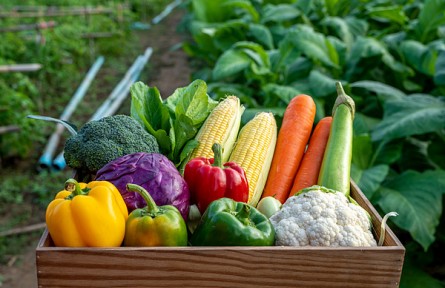 “蔬菜自由”底气从何来