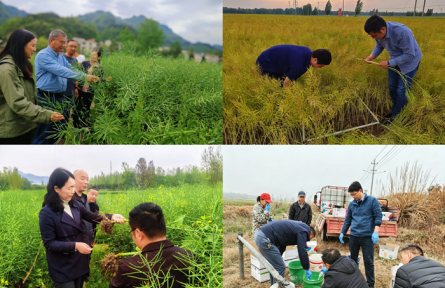 油菜产业专家团助力三熟制油菜丰收