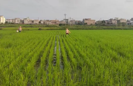 同样是撂荒地，为啥这个村越种越有钱？来看→