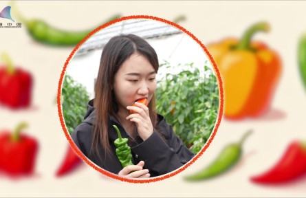 百“椒”争艳！辣椒育种让餐桌更“有料”