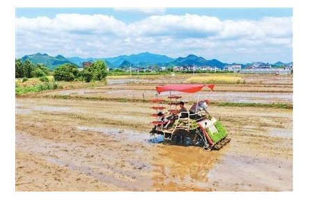 立夏至 抢抓农时守丰年