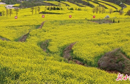 奋进“十五五” 开局起好步 | 不负春光好时景——甘肃省武山县万亩油菜花海激活农文旅融合新动能