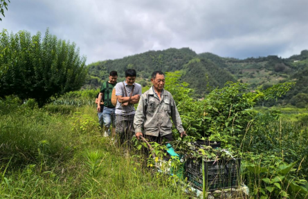 安徽黄山：梅香飘满石河村 增收路上帮扶深