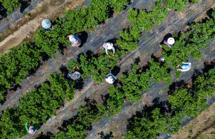 重庆南川：蓝莓抢鲜上市 特色产业助农增收