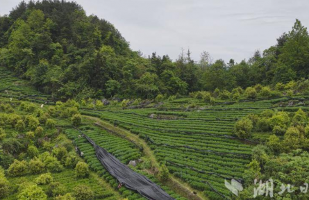 湖北宣恩：抹茶开采 绿叶铺就致富路