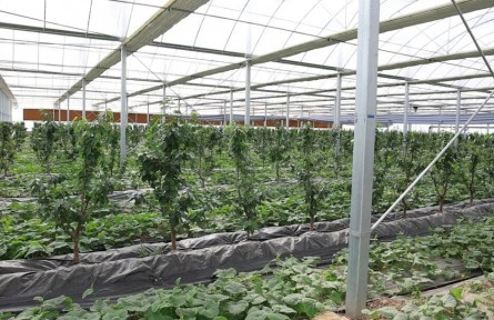用电解水灌溉 乌梁素海智慧生态农场推行绿色种植新模式
