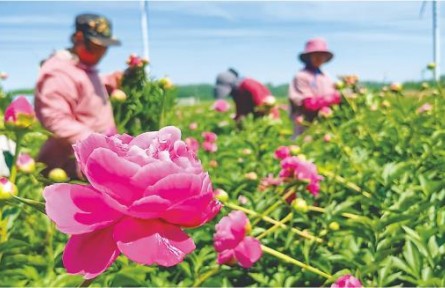 芍药有了“盛开”标准之后