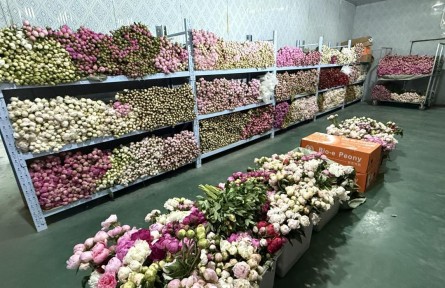一枝芍药从“菏”来:从田间到世界花瓶