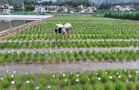 6万份水稻“芯片”入滇接受“田间大考”