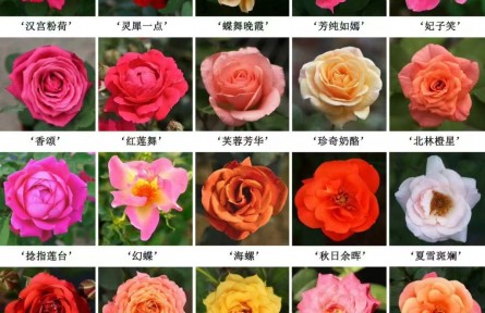 “京字号”月季扮靓京城,育种团队揭秘“约定”为何出圈