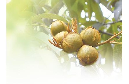 临安山核桃 果香满山坡——生态修复、绿色管护、复合经营