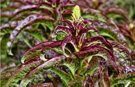 高质量发展看中国丨黄河上游冷凉蔬菜种植收获致富梦