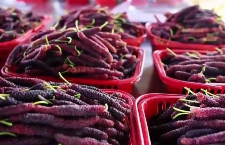千城百县看中国|湖北恩施:桑葚成熟迎客来