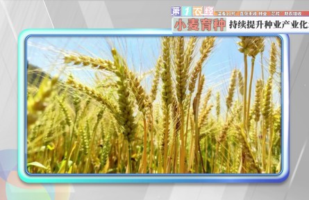 “温麦10号”喜获丰收 种业“芯片”助农增收