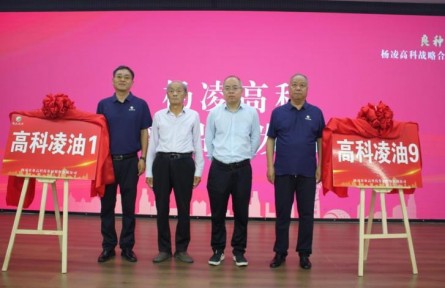深耕二十余载 一粒良种守护“油瓶子”| 杨凌高科新品种观摩会侧记