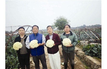 把育种做到极致 天津打赢蔬菜种业翻身仗