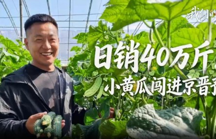 我们的田野｜日销40万斤！小黄瓜“闯”进京晋豫