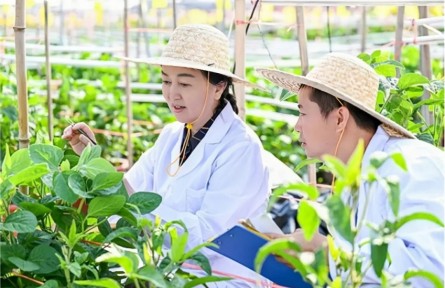 中国农业科学院科研团队破解大豆育种精准突破难题