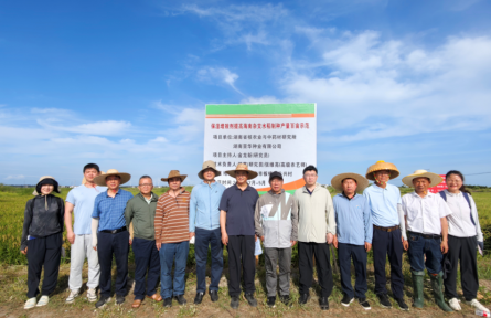 保湿增效剂助力水稻制种增产三成