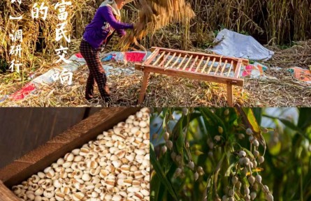 薏仁米的富民传奇 |“兴业强县富民”调研行系列报道之兴仁市