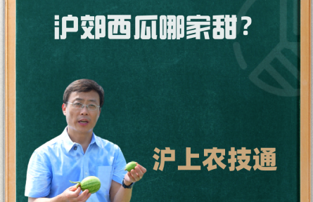 【科普】沪上农技通丨沪郊西瓜哪家甜？