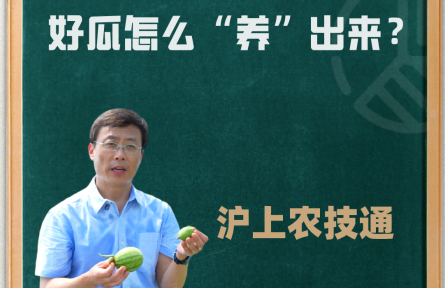 【科普】沪上农技通丨好瓜怎么“养”出来？