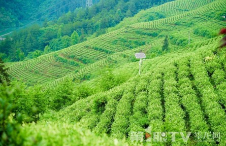 彭水“保家白茶” 塑造“金叶子”的神奇逆袭