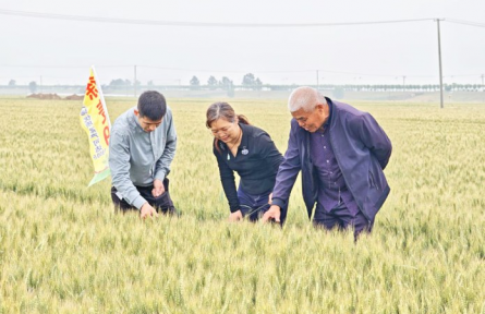 观摩关中麦田 探寻徐麦高产“金钥匙”