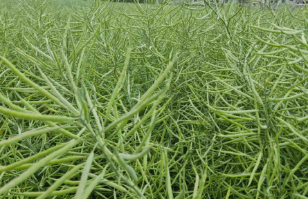 “中油杂501”引领我国油菜大面积单产提升