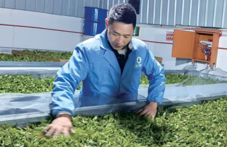 保护中利用 利用中保护 贵州古茶树长出“金叶子”