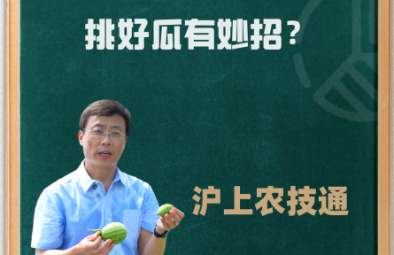 【科普】沪上农技通丨挑好瓜有妙招?地产好瓜哪里买?