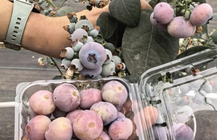 “粉色蓝莓”火出圈,一斤400元!网友:确定不是AI生成?
