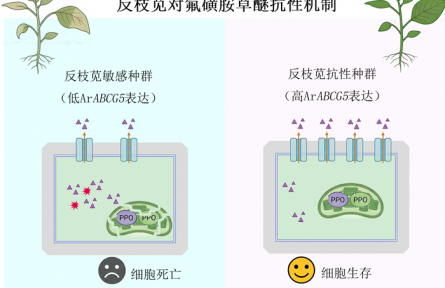 大豆田恶性杂草抗药性分子密码被破译