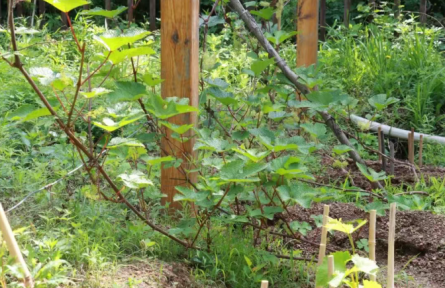 极危物种“百花山葡萄”在延庆“安家”,长得可太壮实了