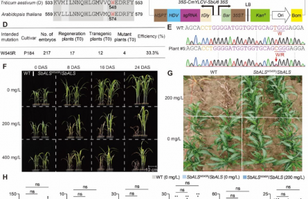 JIPB丨利用CRISPR/Cas9介导的腺嘌呤碱基编辑技术培育抗除草剂高粱