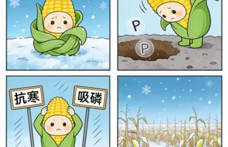 怕冷的玉米,有了“保暖又管饱”的新方案